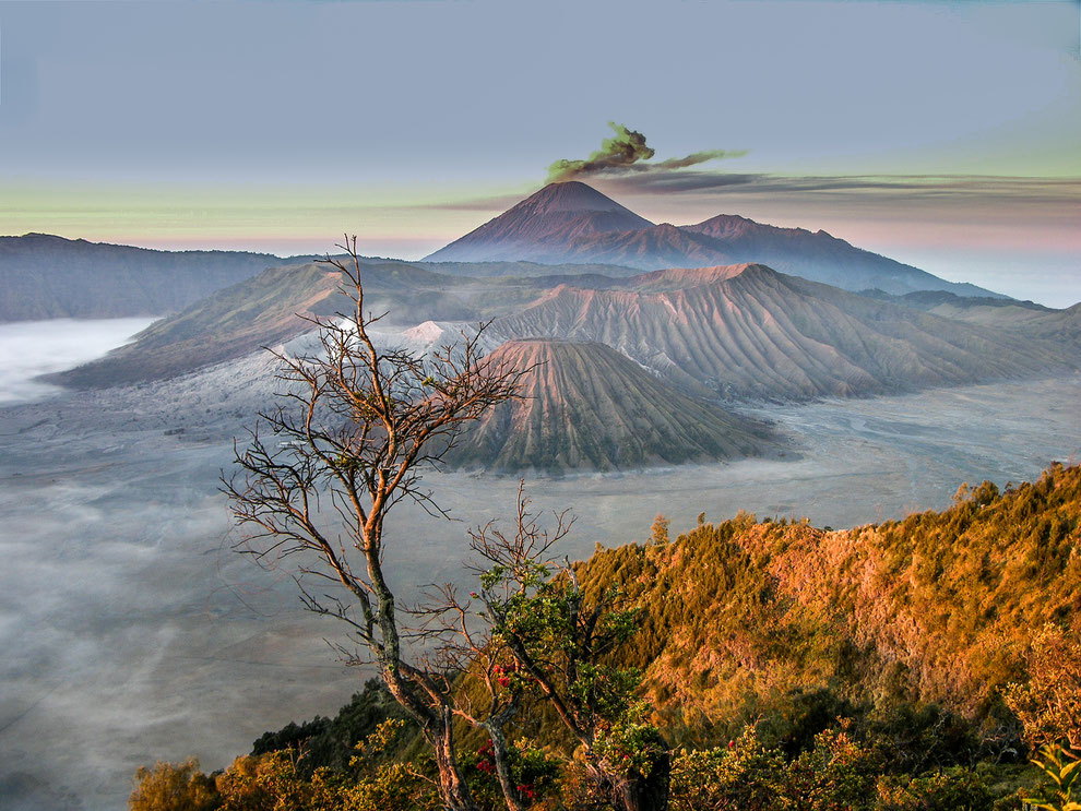 Indonésie - une zone volcanique époustouflante : le Bromo (cratère fumant derrière l'arbre), le Semeru (dernier plan) et le Batok (premier plan)