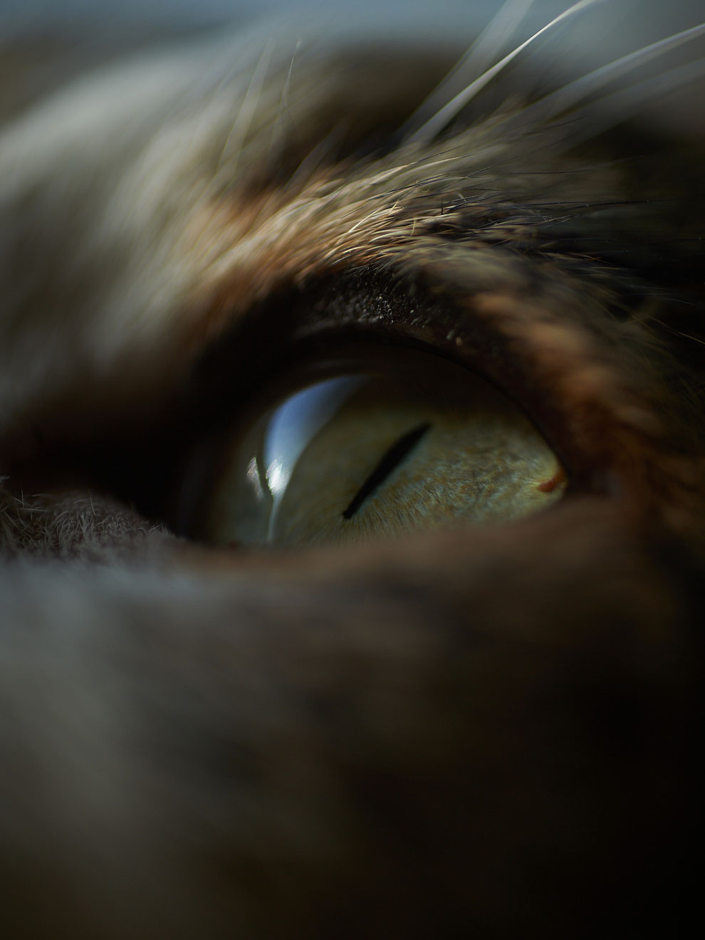 cat, eye