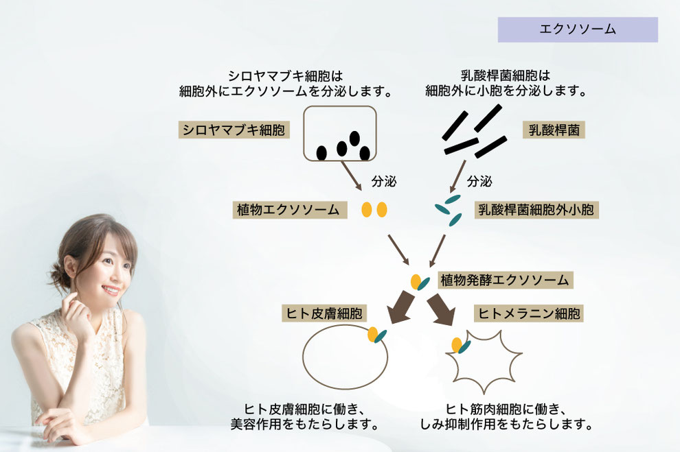 しみ用発酵エクソソーム