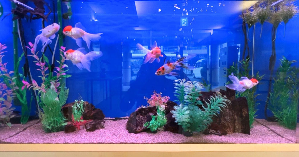 金魚水槽のレイアウトを説明