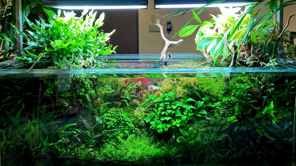 流木が似合う熱帯魚