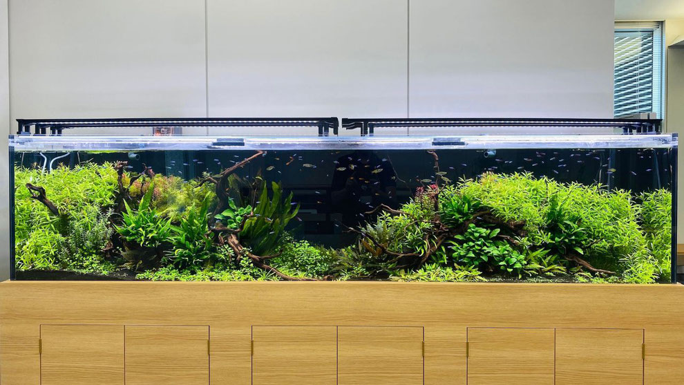 流木の正しい使い方】流木の選び方・特徴やレイアウト - アクアリウム大学