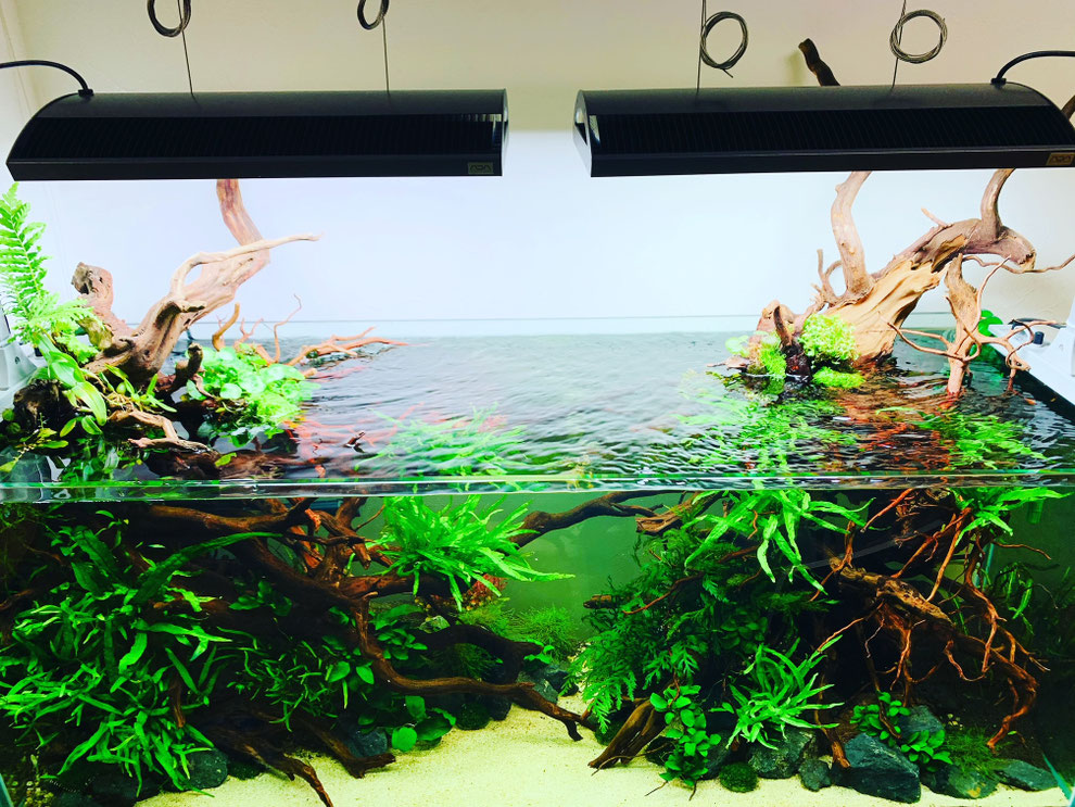 120センチで使用した流木（写真2枚目のレイアウトができます）