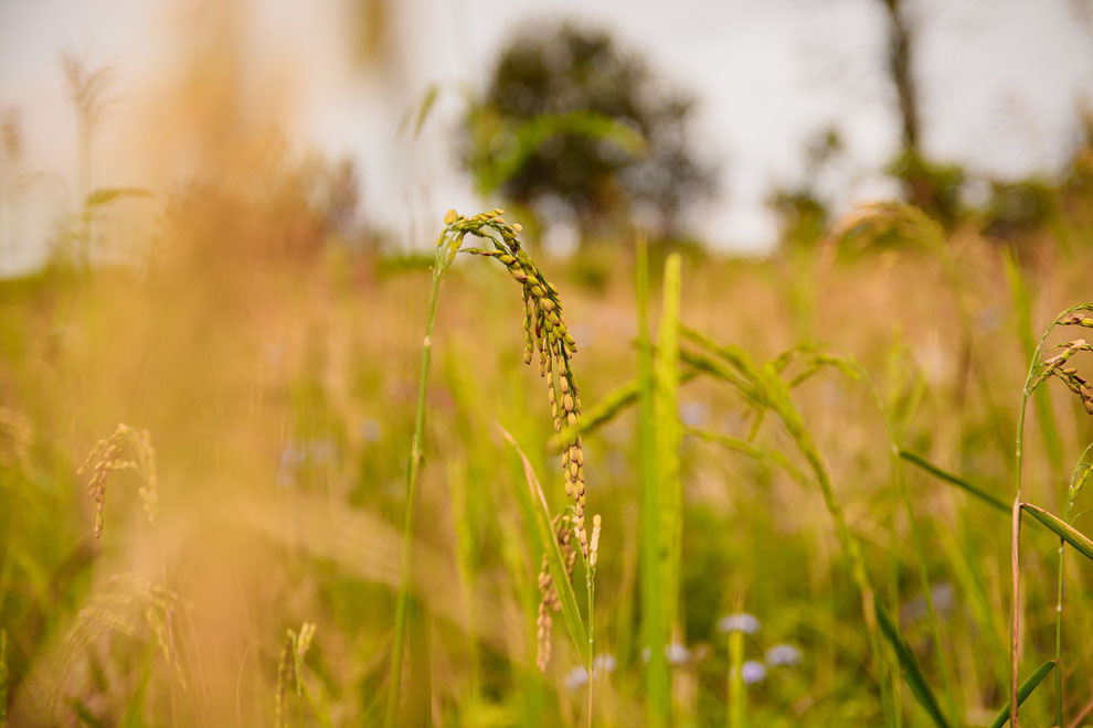 Coaching avec Christine Frichot a tours, vertes - annuaire des thérapeutes en touraine val de loire - via energetica