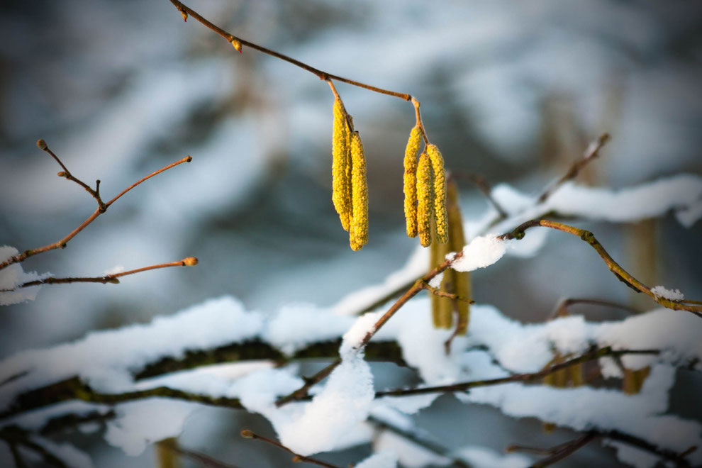 Winter, Schnee, Haselkätzchen, Haselnuss, Januar, Februar, Blüte