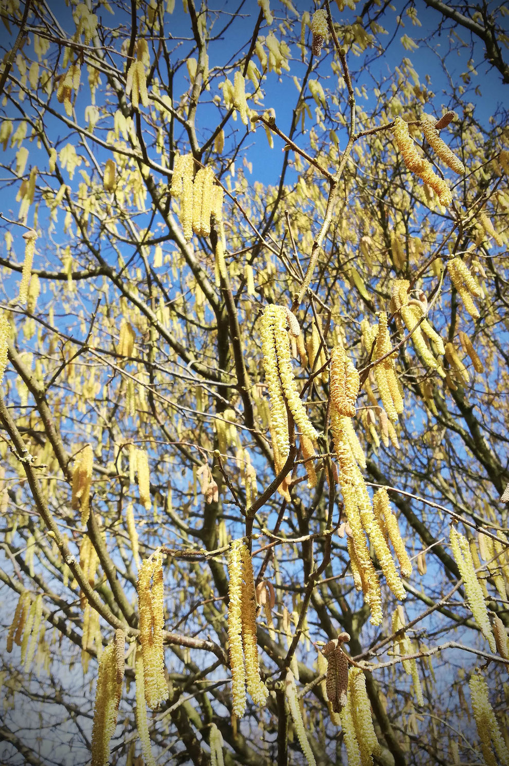 Erkältungstee, Haselnuss, Haselkätzchen, Haselstrauch, Blüte