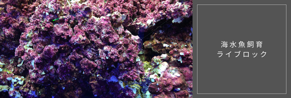 海水魚飼育の教科書 マリンアクアリウムのはじめ方 アクアリウム大学公式