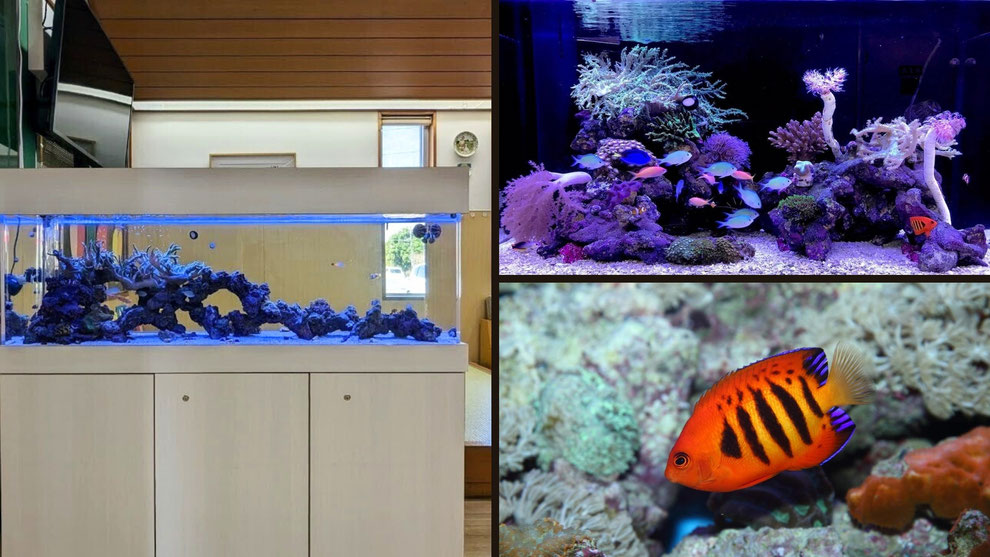 レンタルマリンアクアリウム（メンテナンス付き）