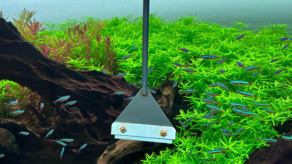 プロの定期水槽レンタル メンテナンスサービスについて アクアリウム大学公式