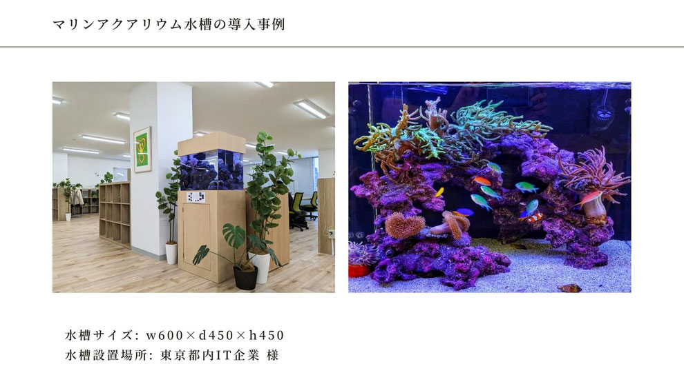 レンタルマリンアクアリウム（メンテナンス付き）