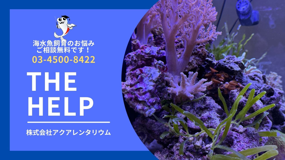 海水魚水槽管理のポイント アクアレンタリウム