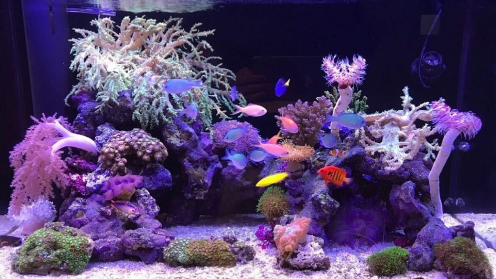 22年最新 はじめての海水魚飼育に必要なマリンアクアリウムの基礎知識 管理方法 注意点とは アクアレンタリウム