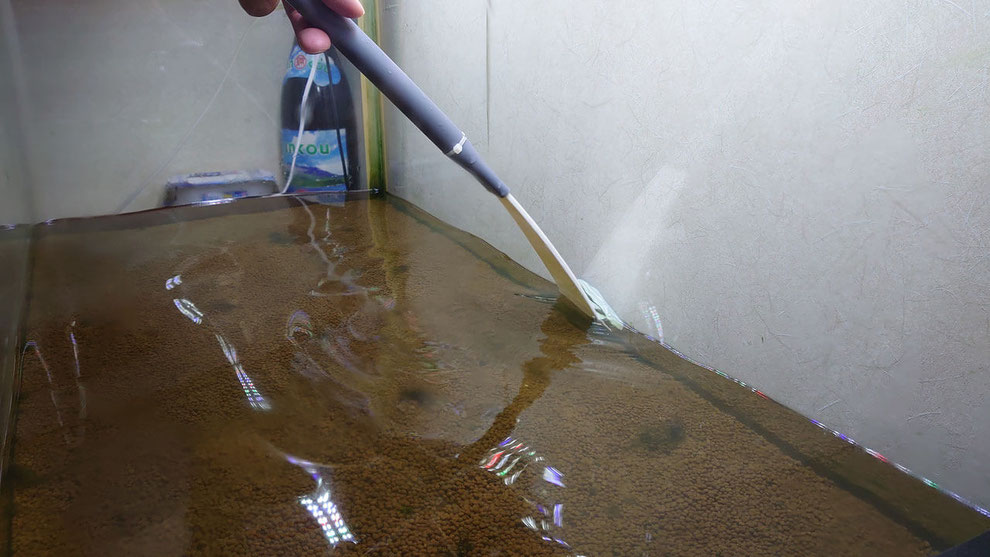 プロの出張水槽掃除クリーニングサービス アクアレンタリウム