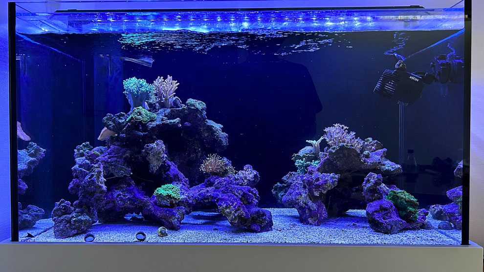 海水魚　サンゴ　水槽一式 サンゴ水槽一式