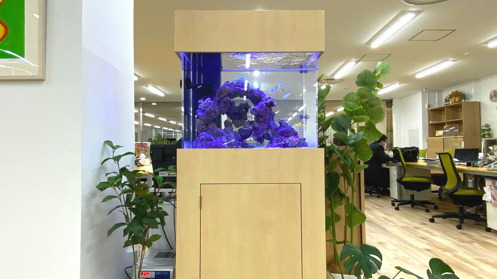 22年 はじめての海水魚飼育に必要なマリンアクアリウムの基礎知識 管理方法 注意点とは アクアリウム大学公式