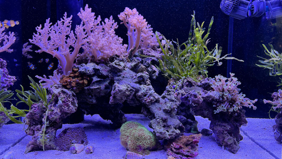 個人宅 マンション 法人の熱帯魚水槽レンタル リース 販売 アクアリウム大学公式