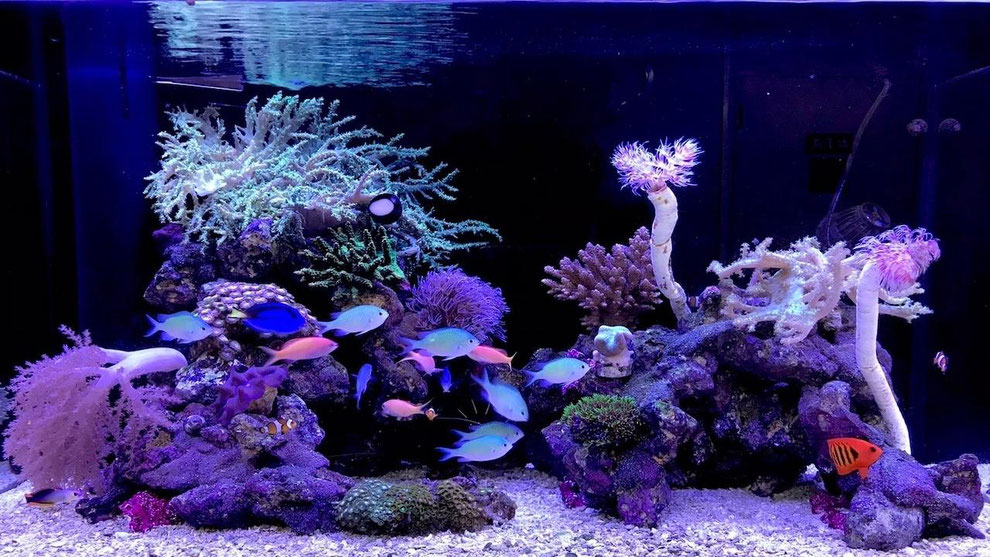 個人宅 マンション 法人の熱帯魚水槽レンタル リース 販売 アクアリウム大学公式