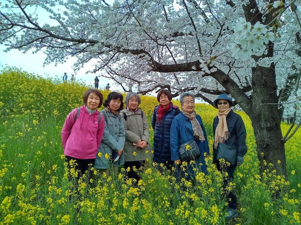 桜と菜の花まみれで幸せですね！