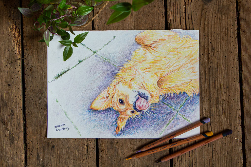 Illustratie in kleur, voornamelijk blauw en paars, van een hond, een Rottweiler. Getekend met potlood. Op de voorgrond enkele planten out of focus.