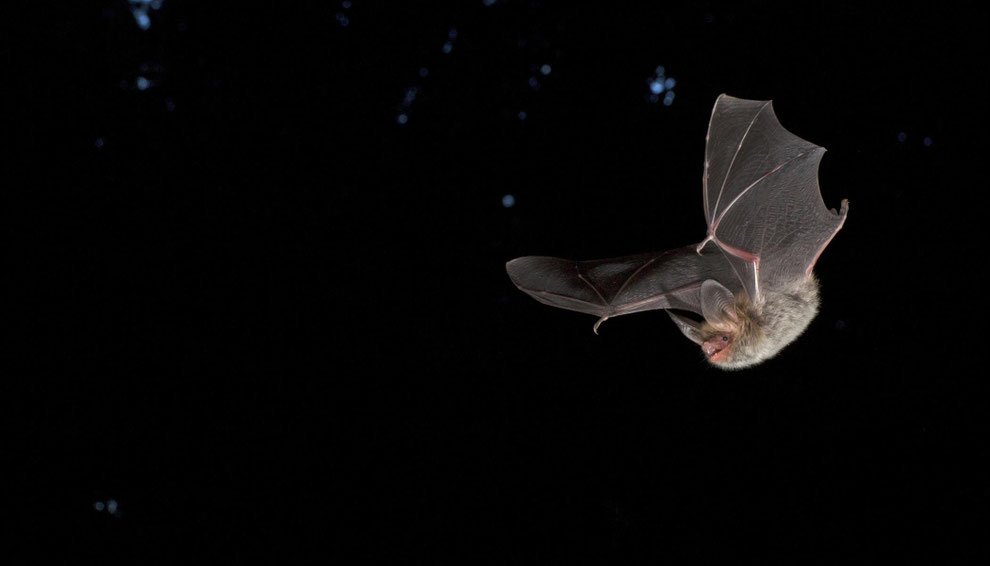 http://www.koenig-naturfotografie.com/