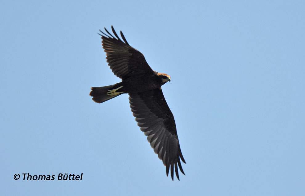 Marsh Harrier