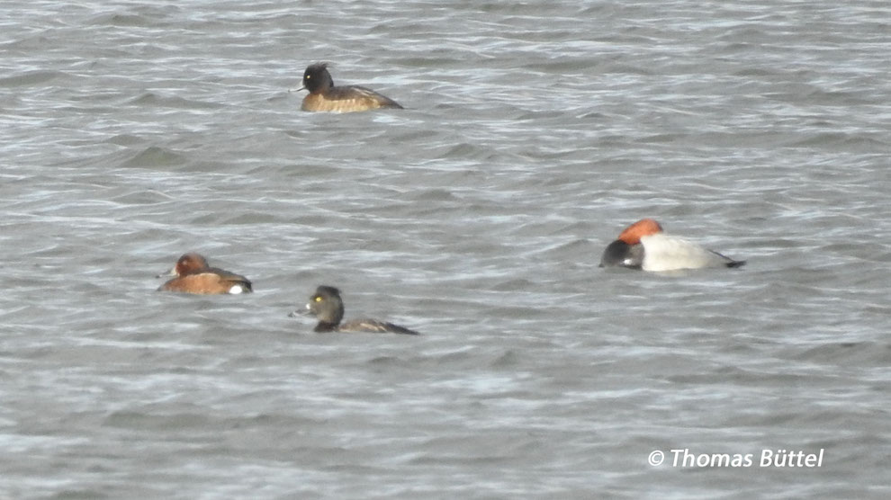 Ferrugineous Duck (the left-most bird)