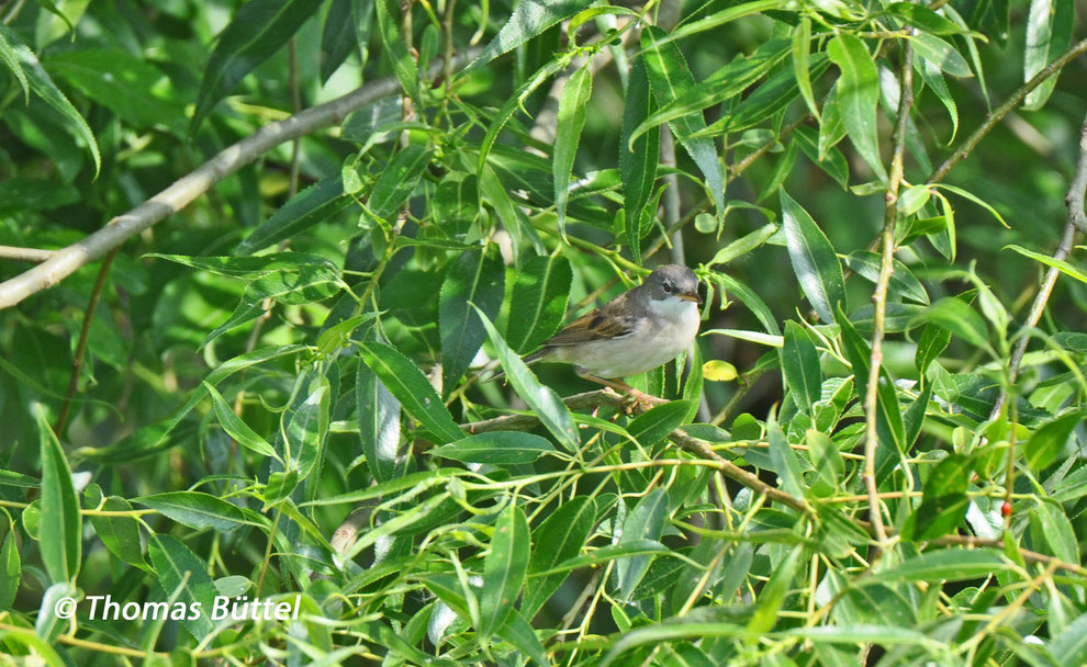 Common Whitethroat