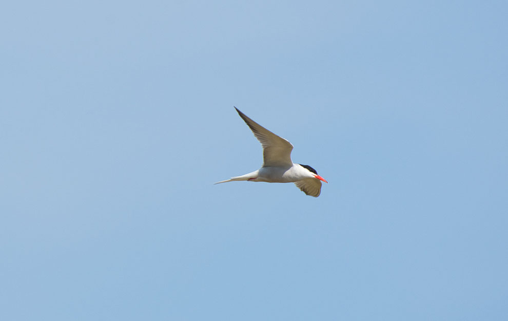 Common Tern