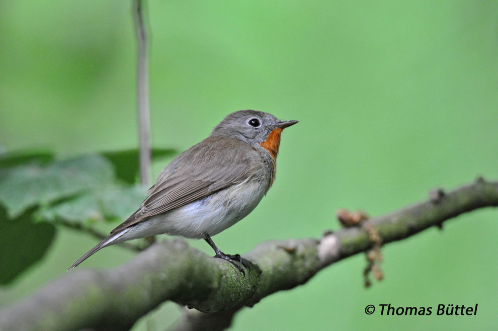 Red-breasted Flycatcher