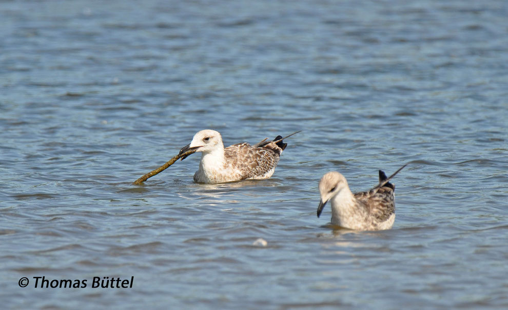 juvenile Yellow-legged Gulls