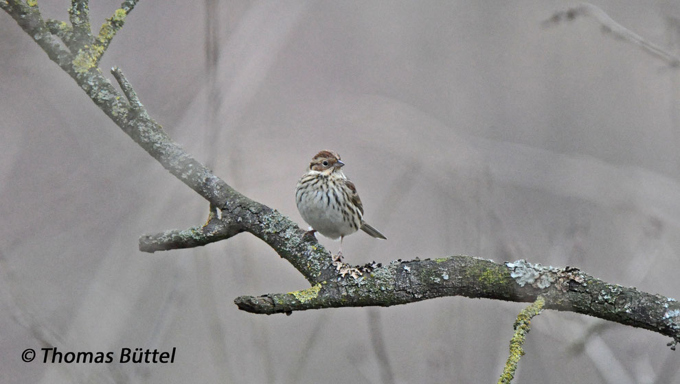 Little Bunting