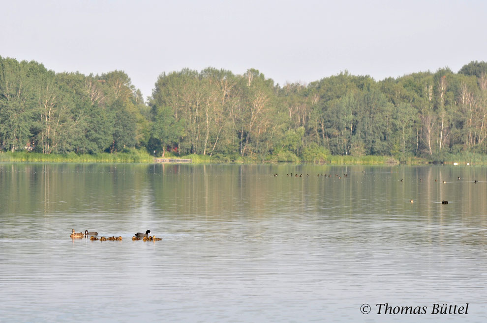 Der Große Bischofsweiher (bzw. auch Dechsendorfer Weiher genannt)