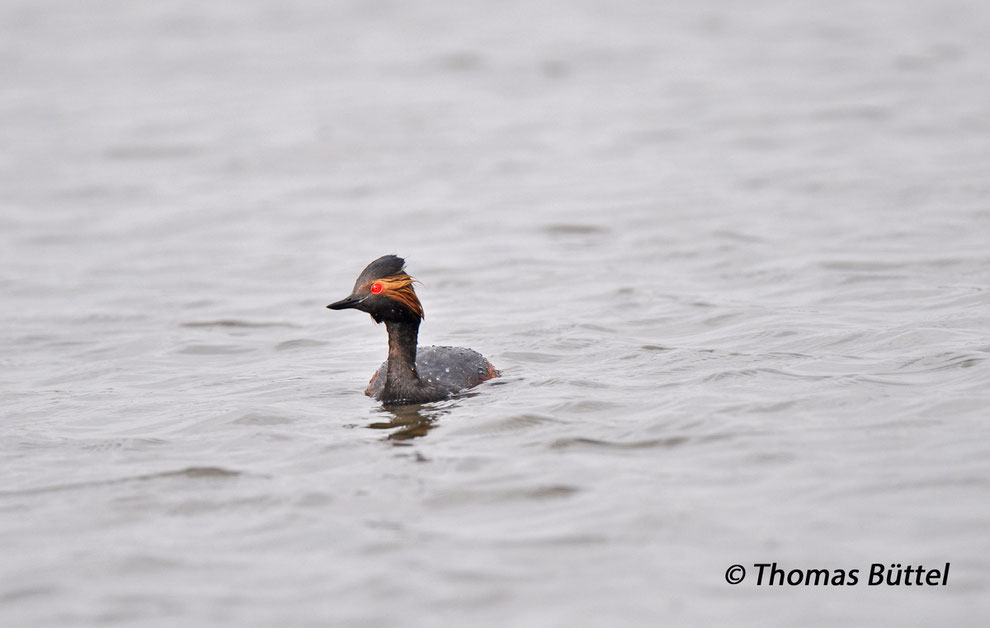 Black-necked Grebe