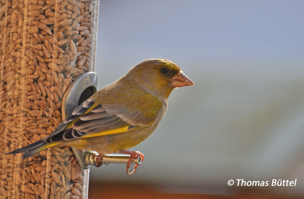 Greenfinch 