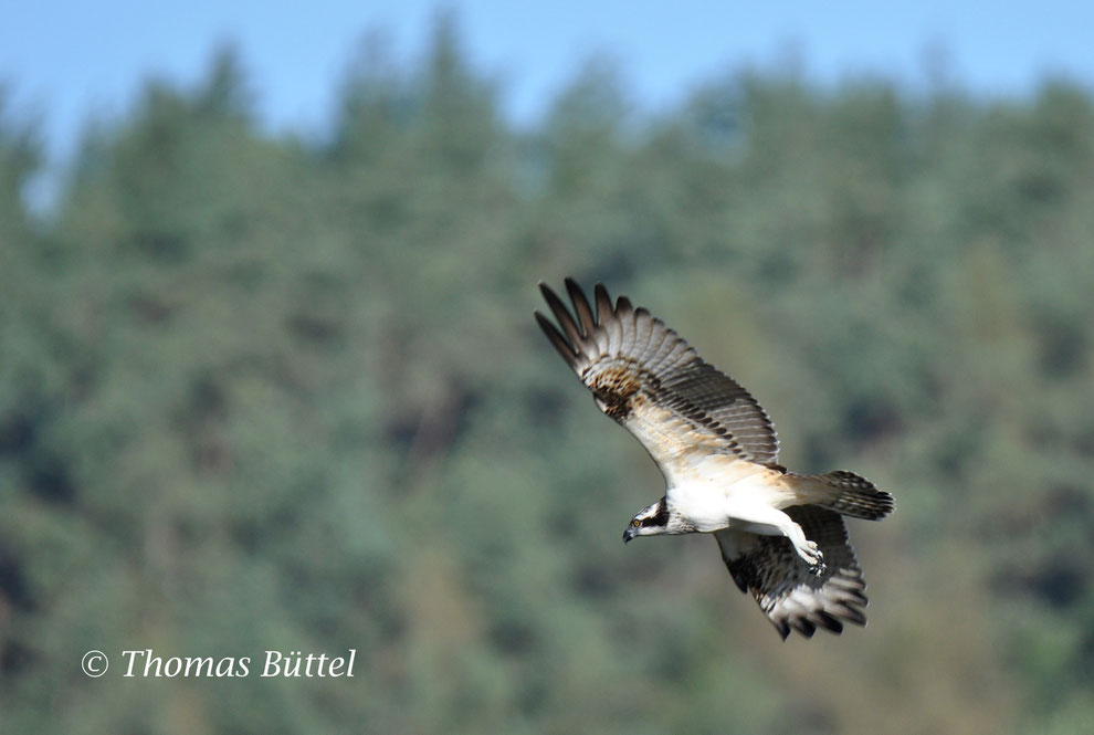 a late Osprey