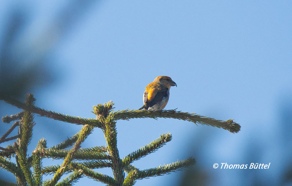 Fichtenkreuzschnabel