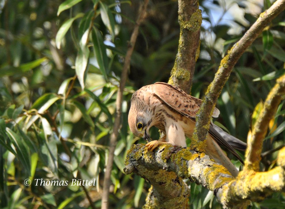 young Kestrel 