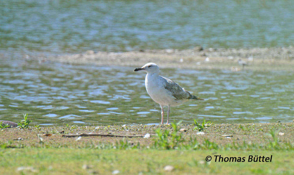 Caspian Gull