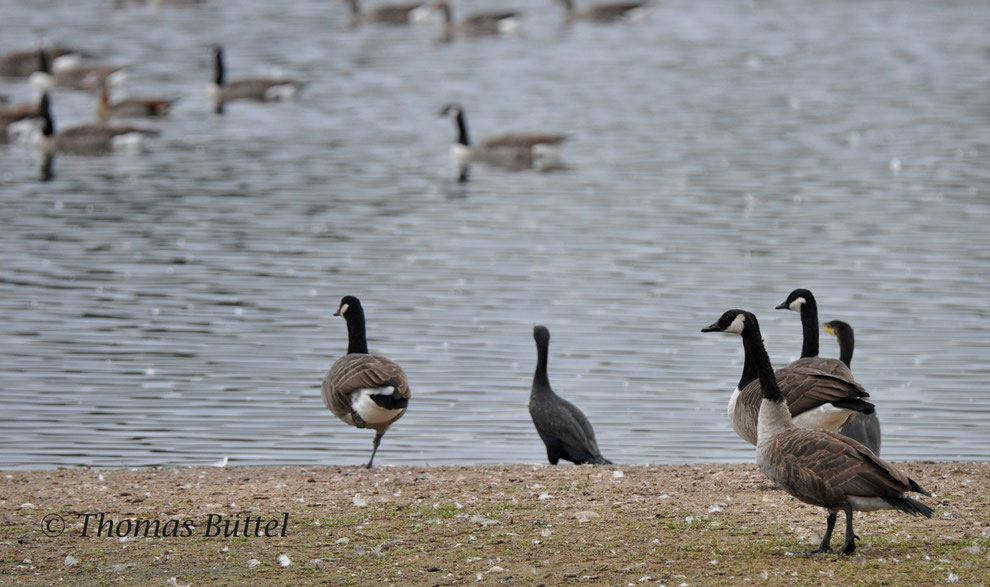 Canada Geese on the "Großer Wörth" (plus two Cormorants and a Egyptian Goose)