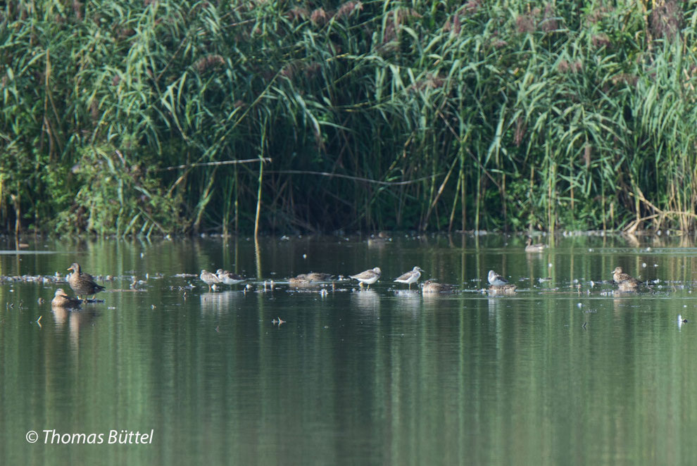 Schnatterenten, Dunkler Wasserläufer, Grünschenkel und Krickenten (von links nach rechts)