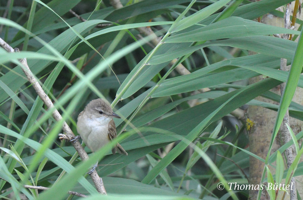 Great Reed Warbler, Acrocephalus arundinaceus