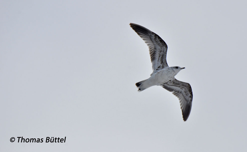 Common Gull