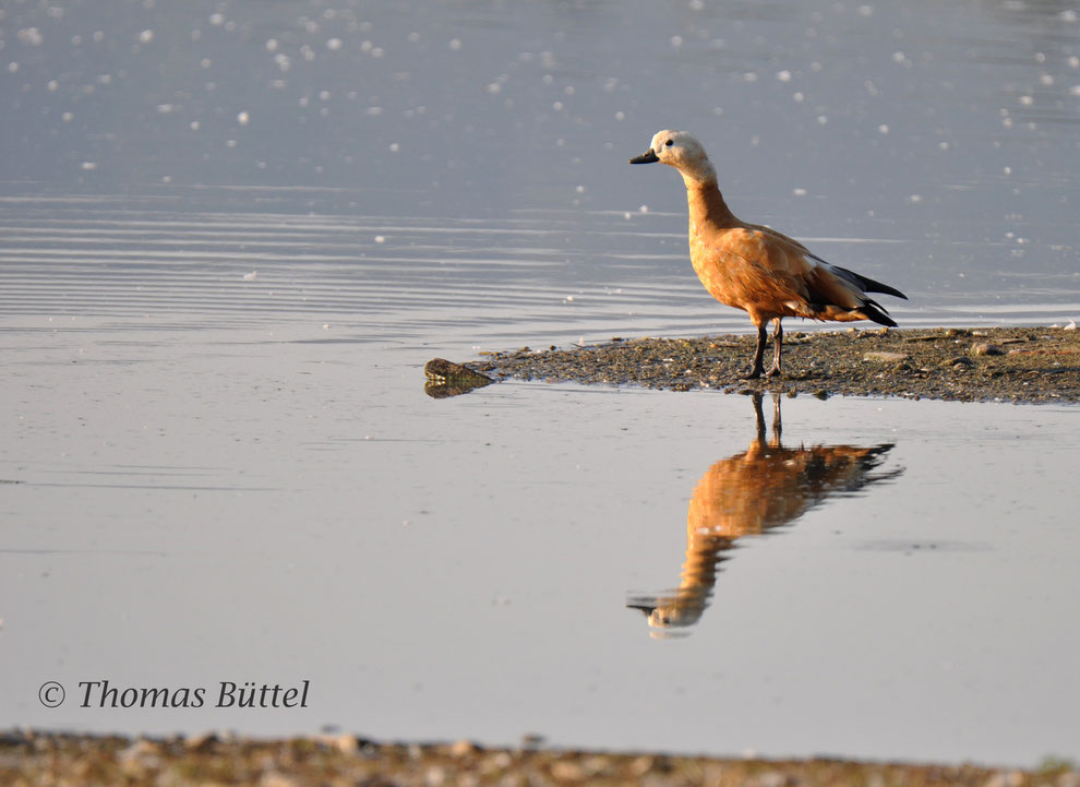 No waders at the Großer Wörth but a Ruddy Shelduck