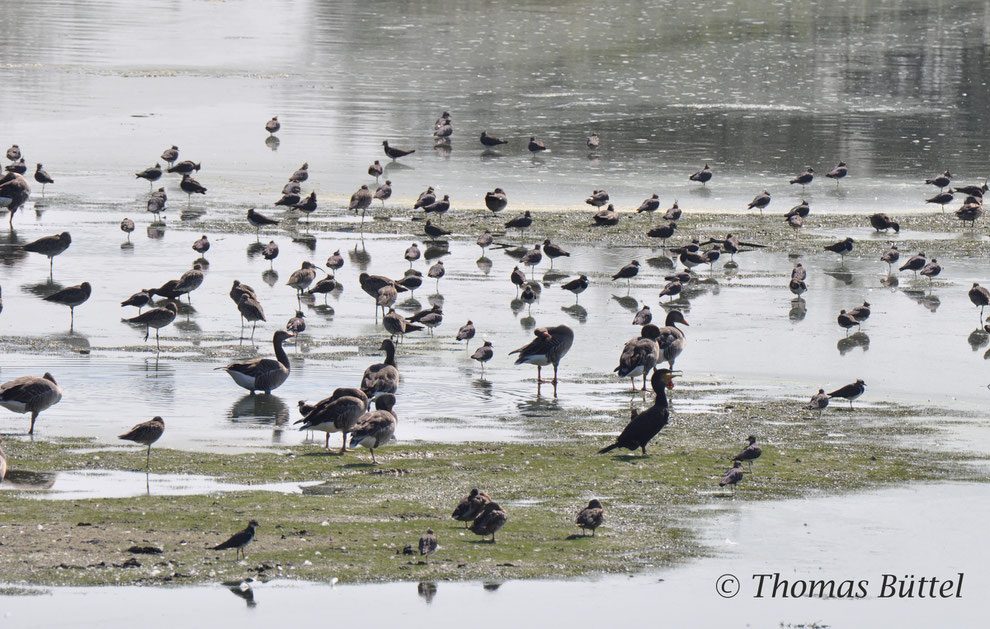 Lots of waders on the Altmühlsee