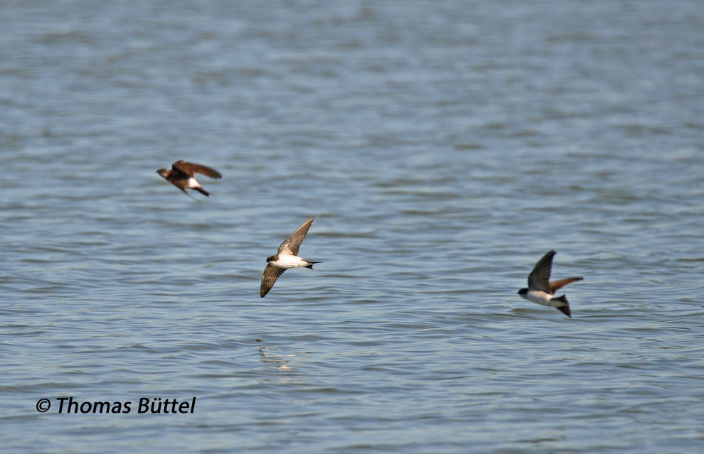 House Martins