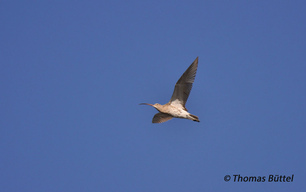 Eurasian Curlew