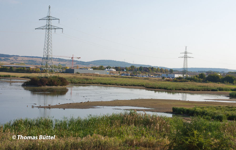 eastern shore of the "Biotopsee"