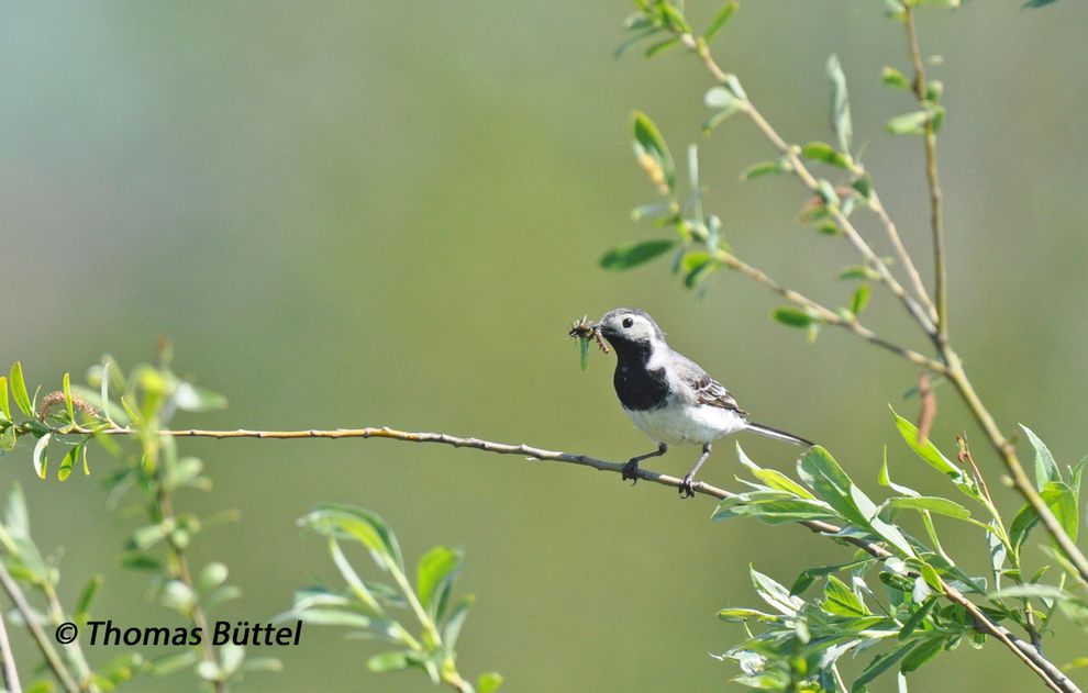 White Wagtail