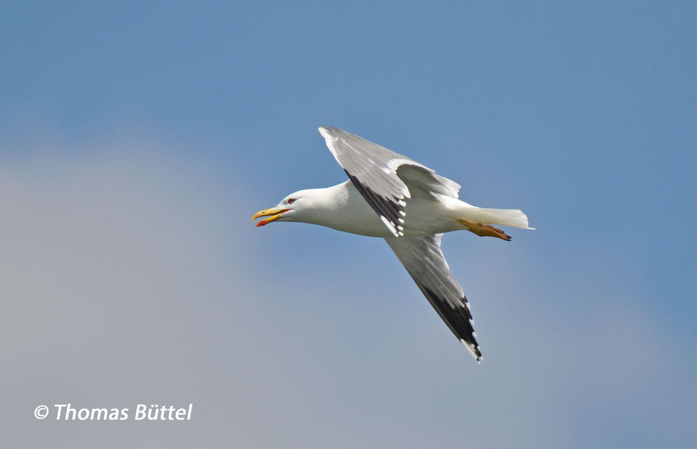 adult Yellow-legged Gull