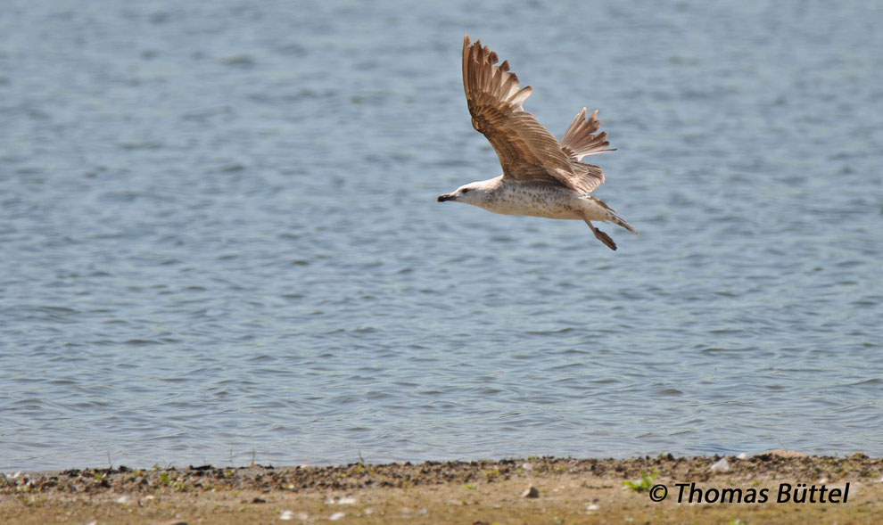 Yellow-legged Gull